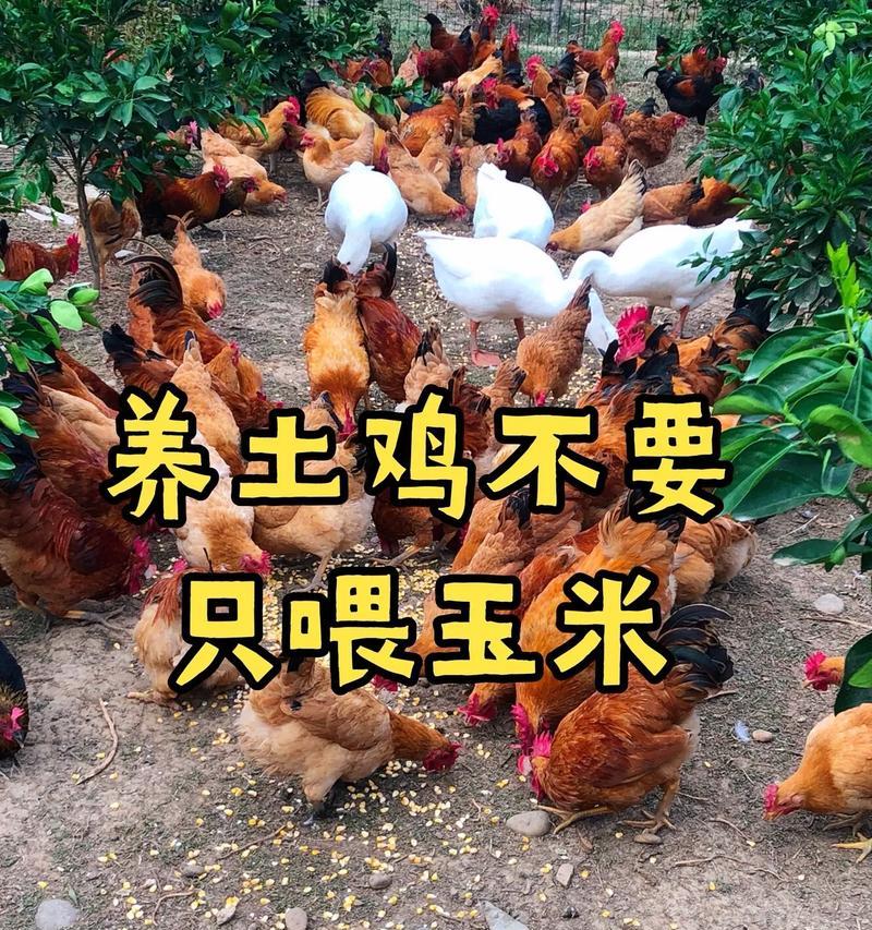 绝地求生小鸡养殖技巧有哪些?