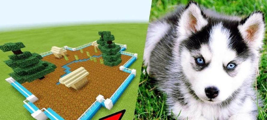 哈士奇训练技巧有哪些?如何在Minecraft中驯服哈士奇?