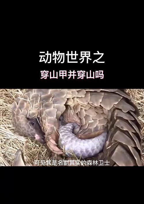 问道中如何战胜穿山甲？