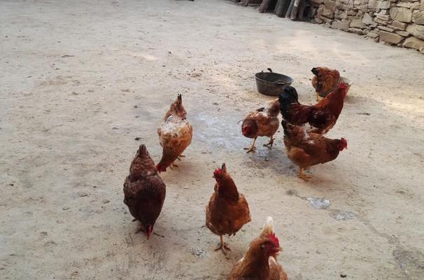 《家畜群养的挑战与应对》（当家畜众多）